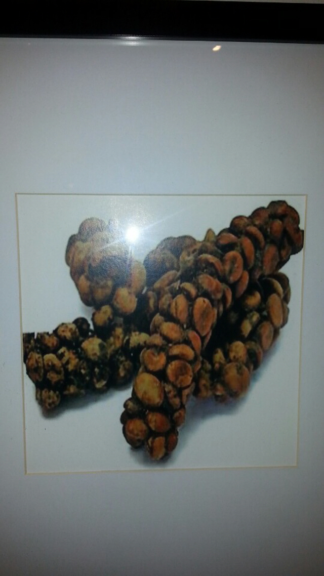 1948697120_2f4jyhQl_891f426d13e2291251710e1310312f42b48483de.jpg 이미지크게보기